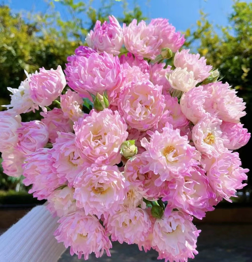 梦幻海葵--多头玫瑰  颜色渐变  花型独特