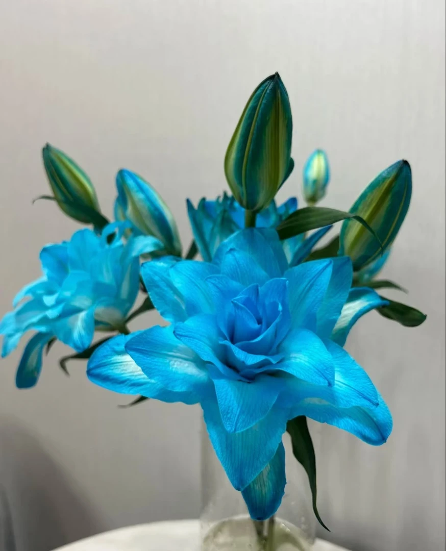 3头蓝精灵吸色重瓣百合 【实物以直播间为准】