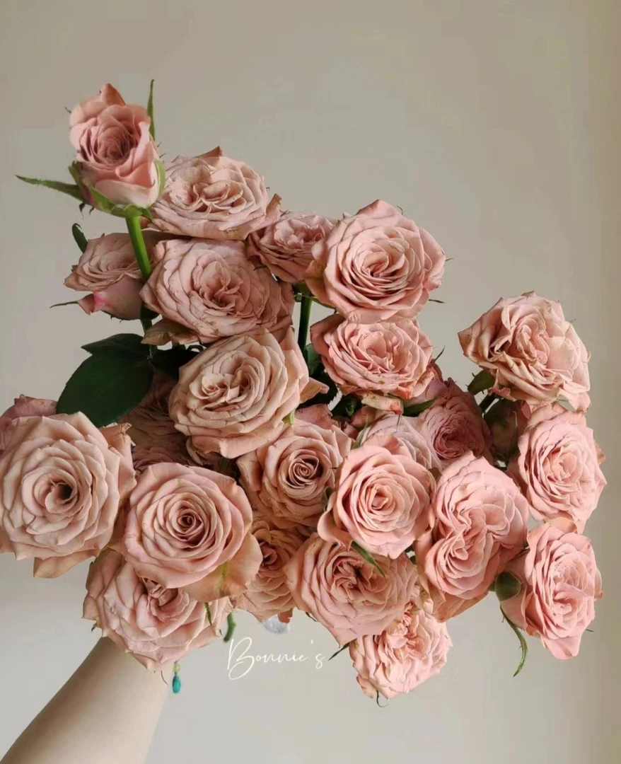 卡布奇诺--多头玫瑰