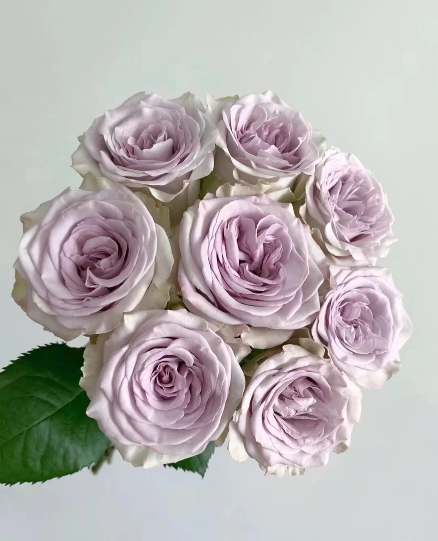 海洋之心--单头玫瑰 高级灰紫色 花瓣厚实 淡淡花香