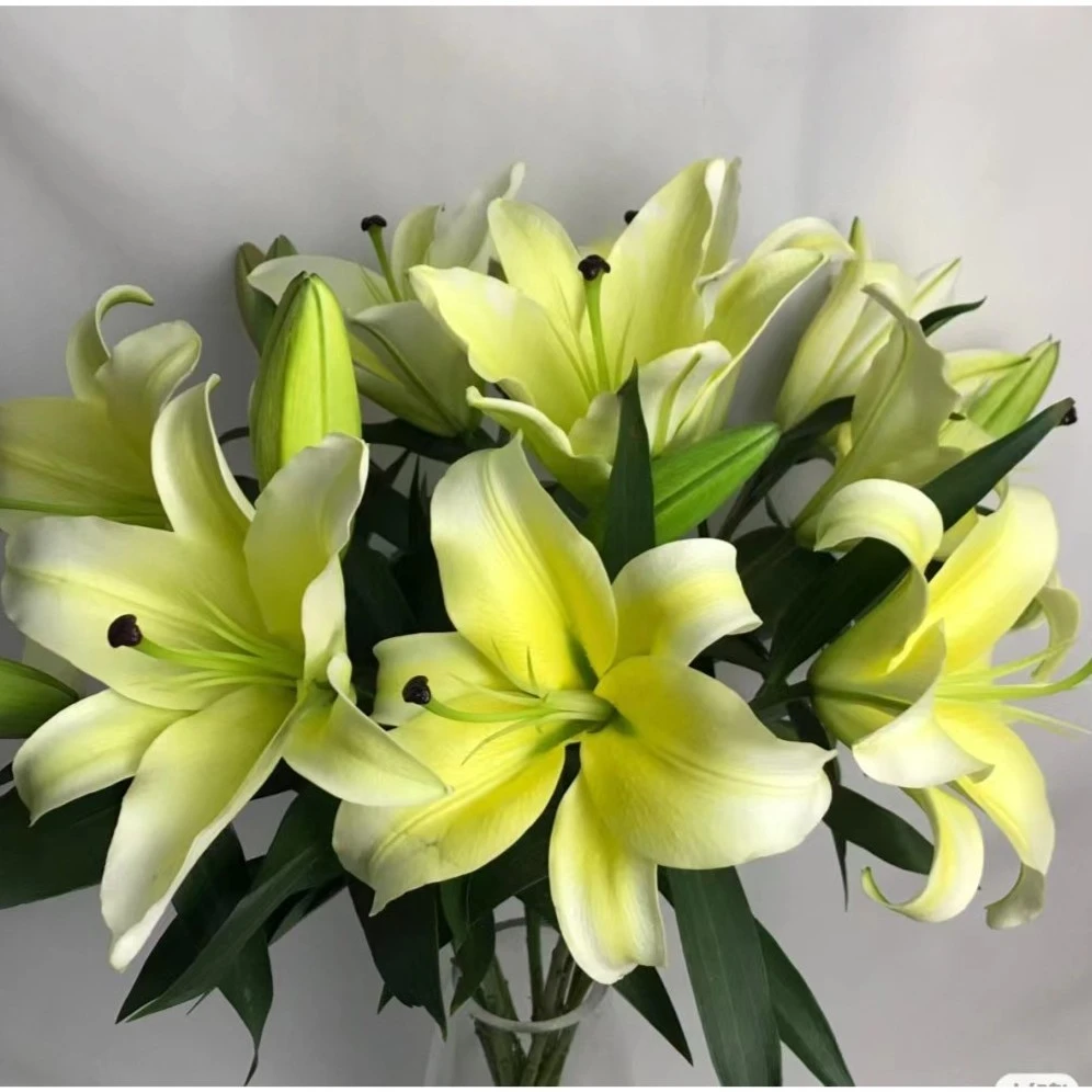 3头黄天霸--单瓣百合  浓香型