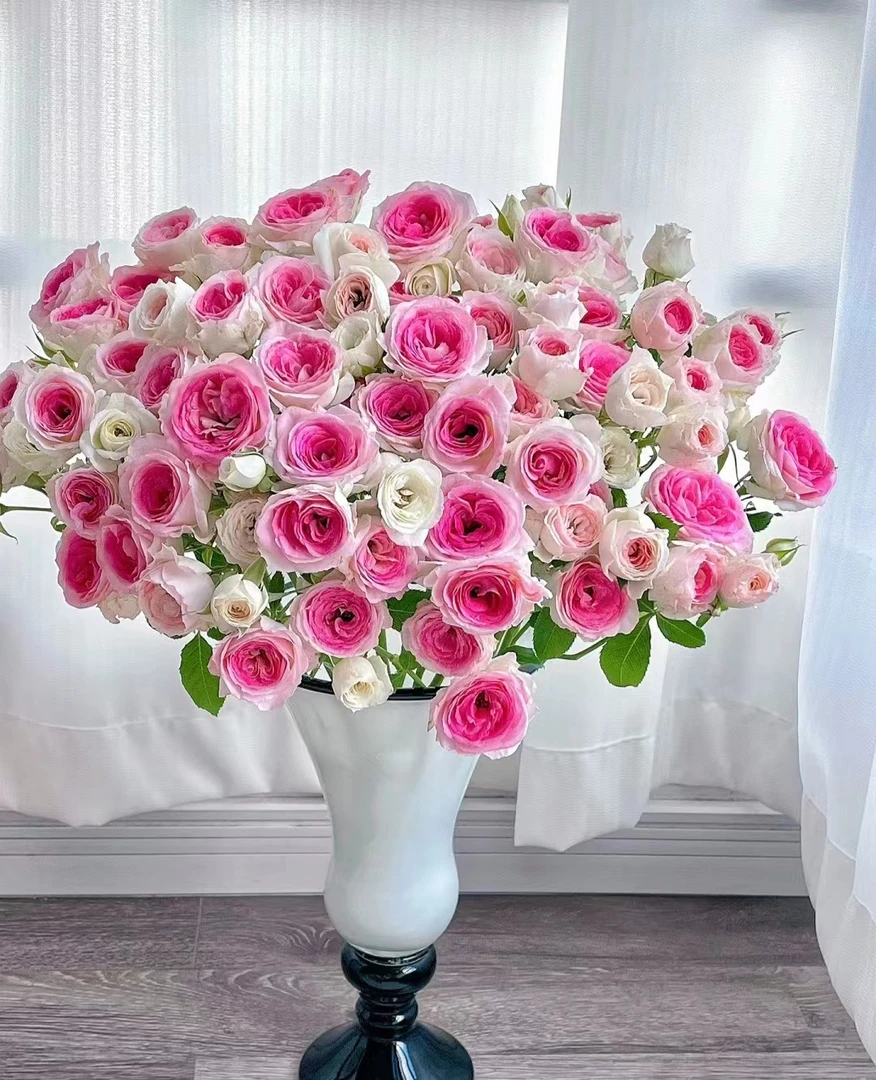 午夜魔法--多头玫瑰  渐变色系 淡淡花香