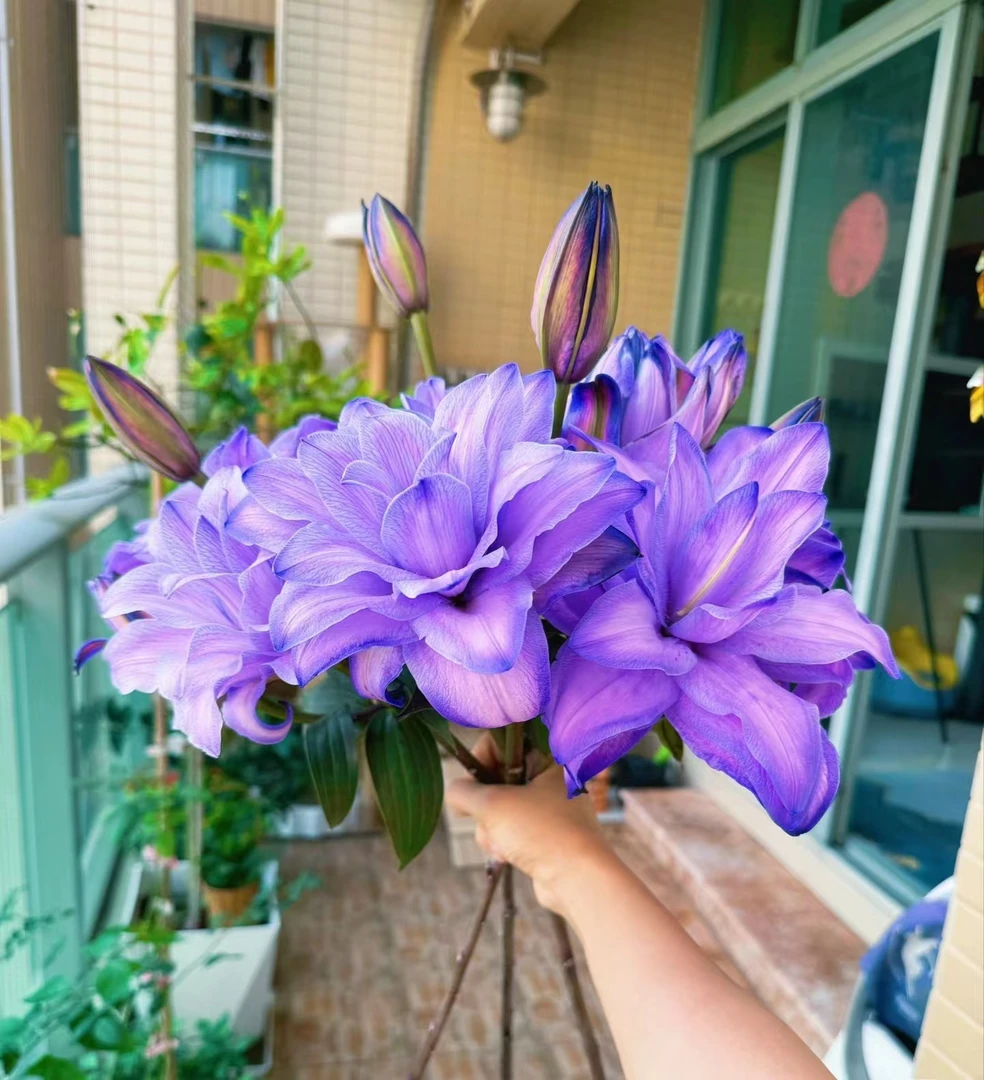 【花起点】多头紫美人吸色重瓣百合 【实物以直播间为准】