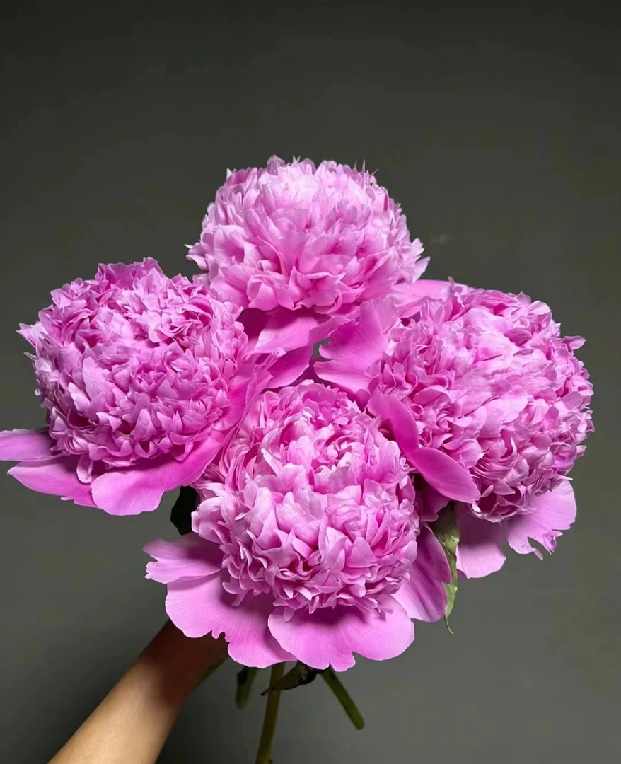 蓝富士--重瓣芍药  颜色粉嫩