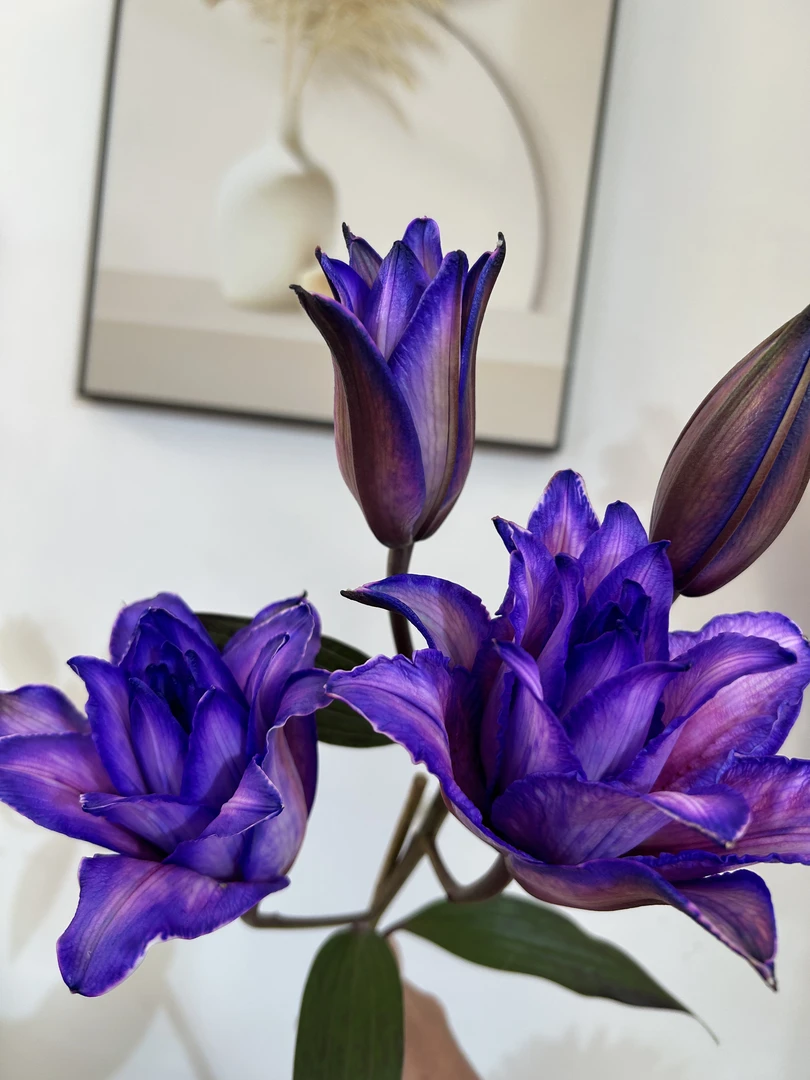 混色随机吸色纯色重（单）瓣百合 【实物以收到为准】