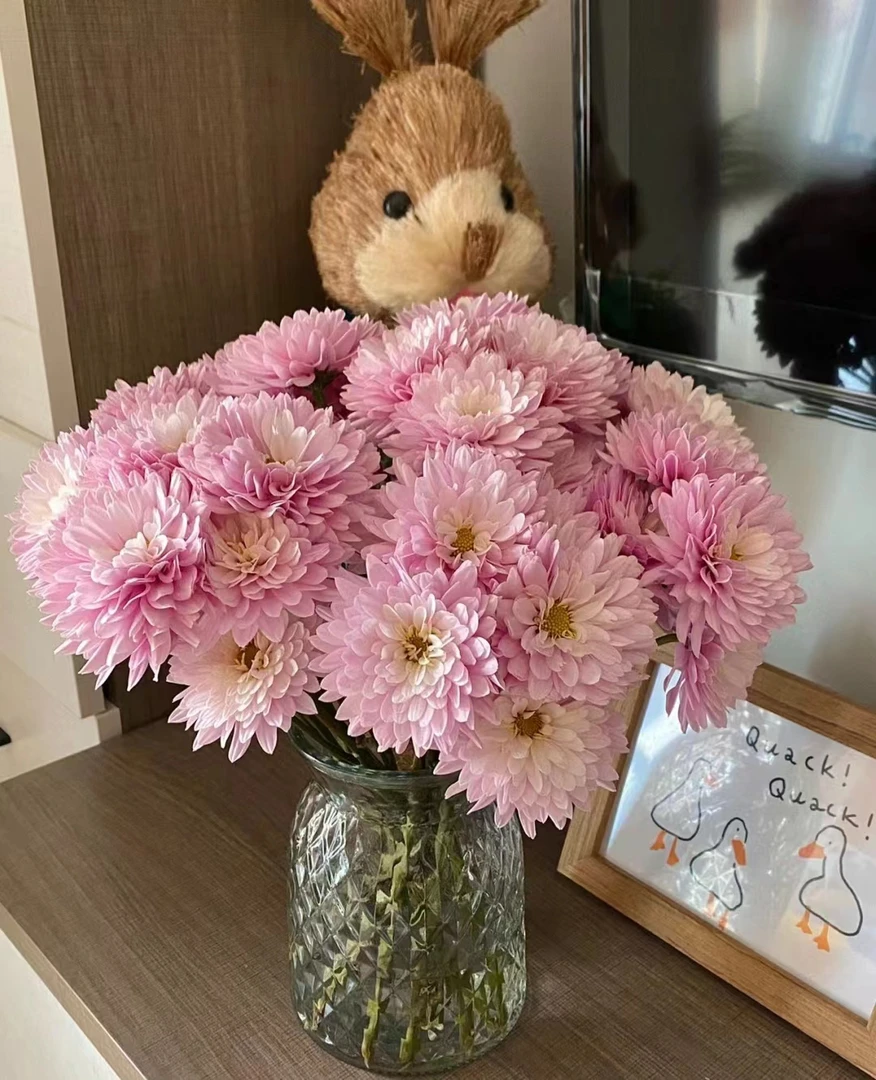 【花起点】汉城粉--重瓣小菊  花期长好养护