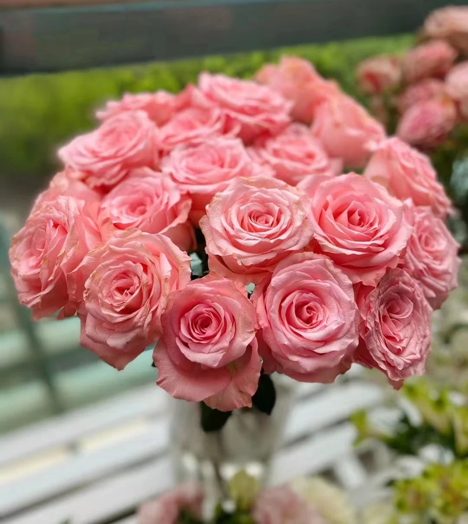 戴安娜--单头玫瑰  颜色粉嫩  花瓣通透干净