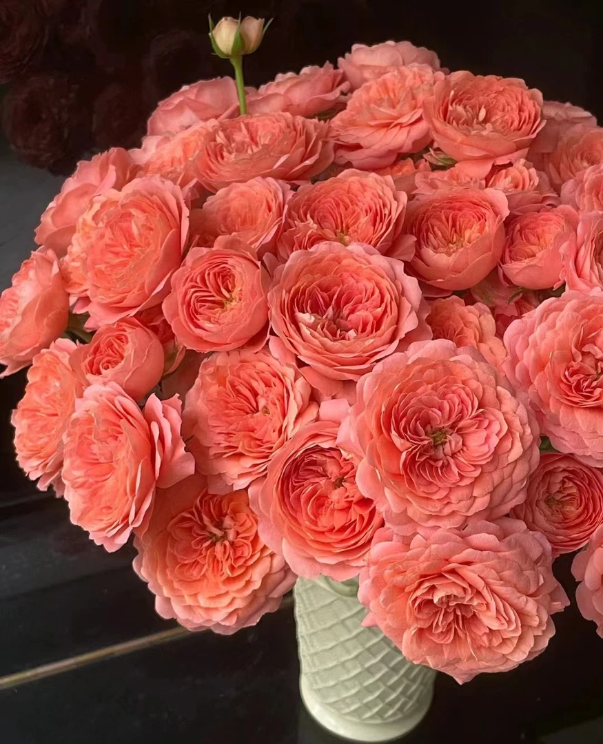 杏色果汁多头玫瑰--层次丰富   易养易开