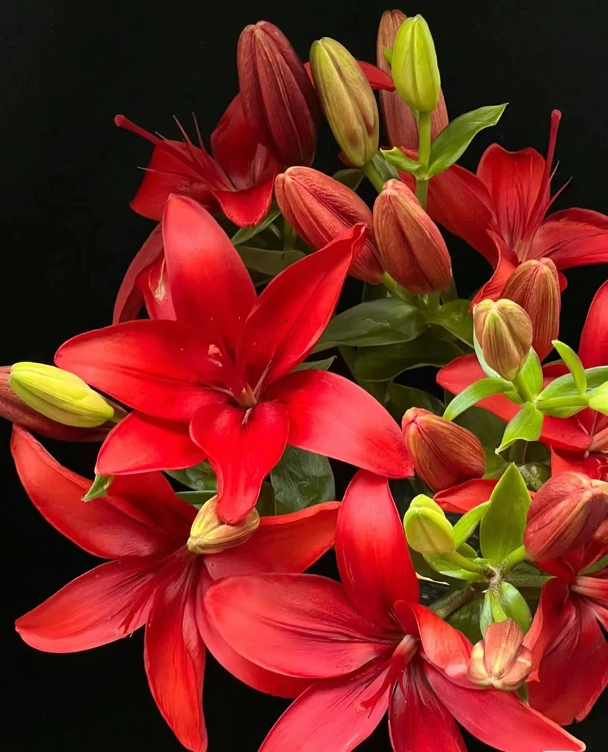 红宝石亚百合无香味  复古大红  锦缎质感  厚重华丽