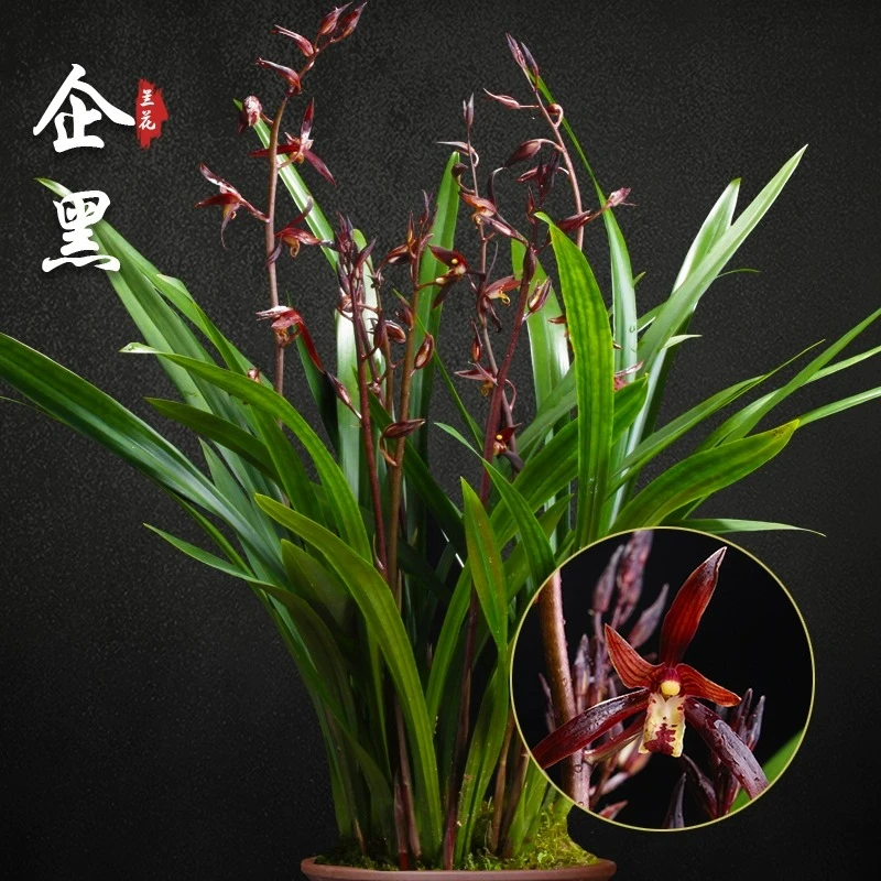 植悟生活008墨兰企黑年宵花好养花卉绿植盆栽兰花