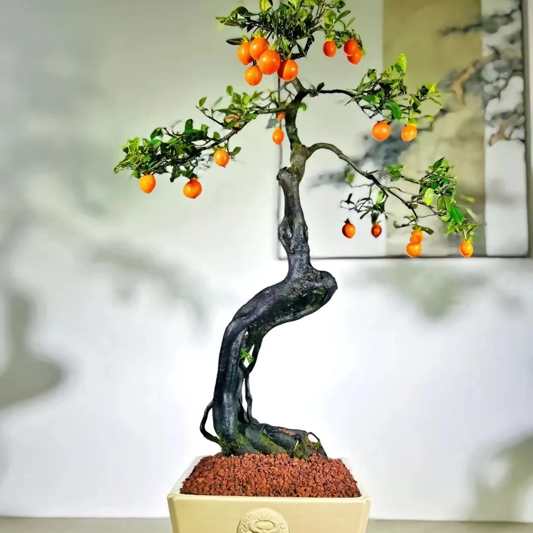庭院嫁接灌木金弹子盆景绿植一物一拍