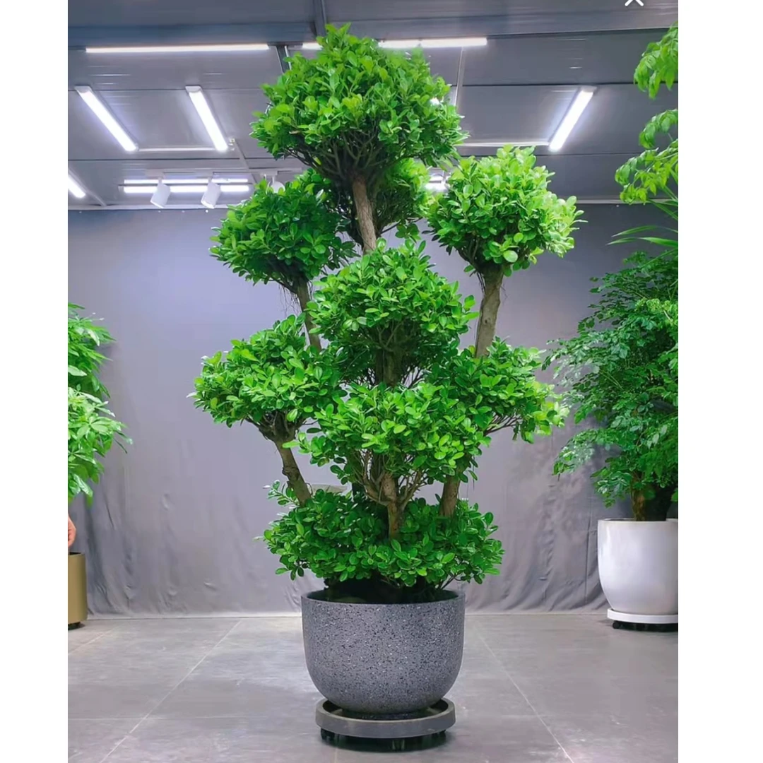 摇钱树金钱榕大型四季常绿风水财运绿植盆景(直播间一物一拍)
