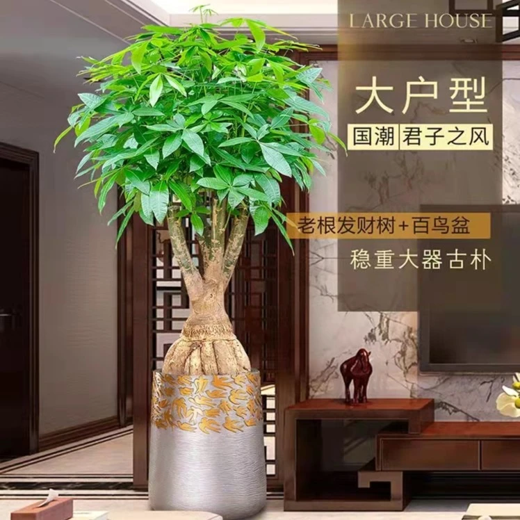【直播定制款】老桩提根人参发财树开业乔迁客厅办公室绿植盆景