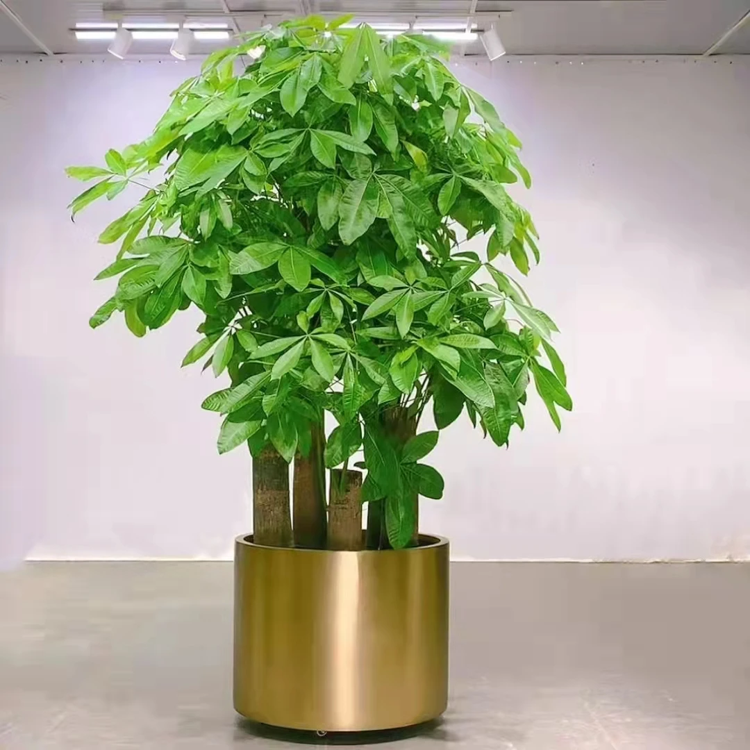 【直播定制款】老桩开业盆景客厅办公室室内绿植四季常绿发财树