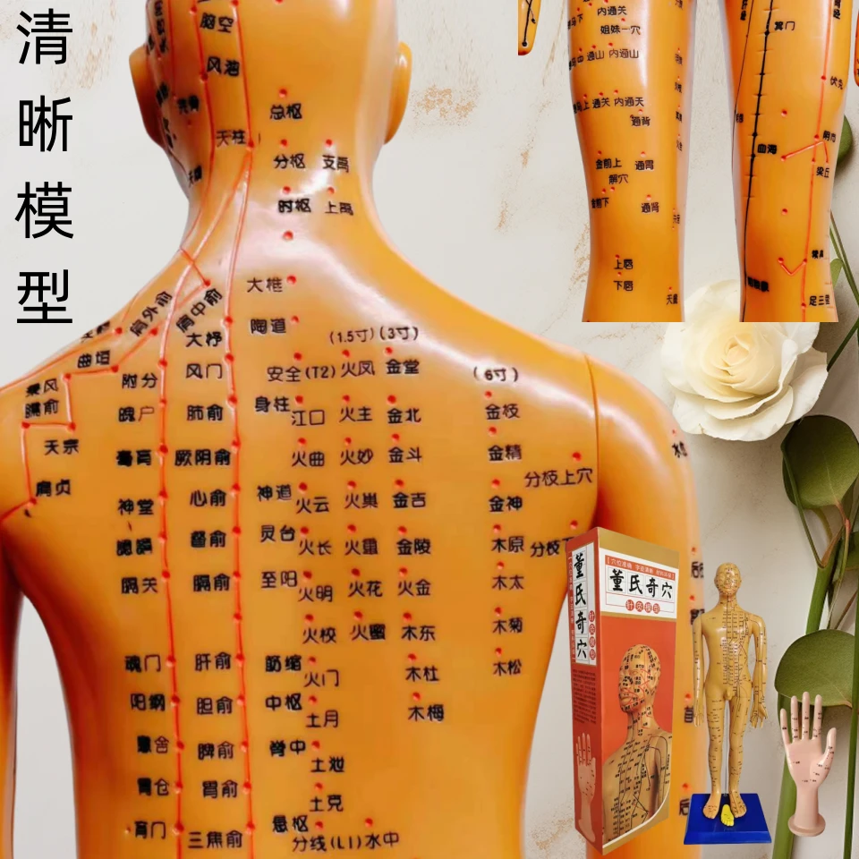 董氏穴位人体模型十二经络小皮人董氏奇穴针灸模型人体穴位图模型