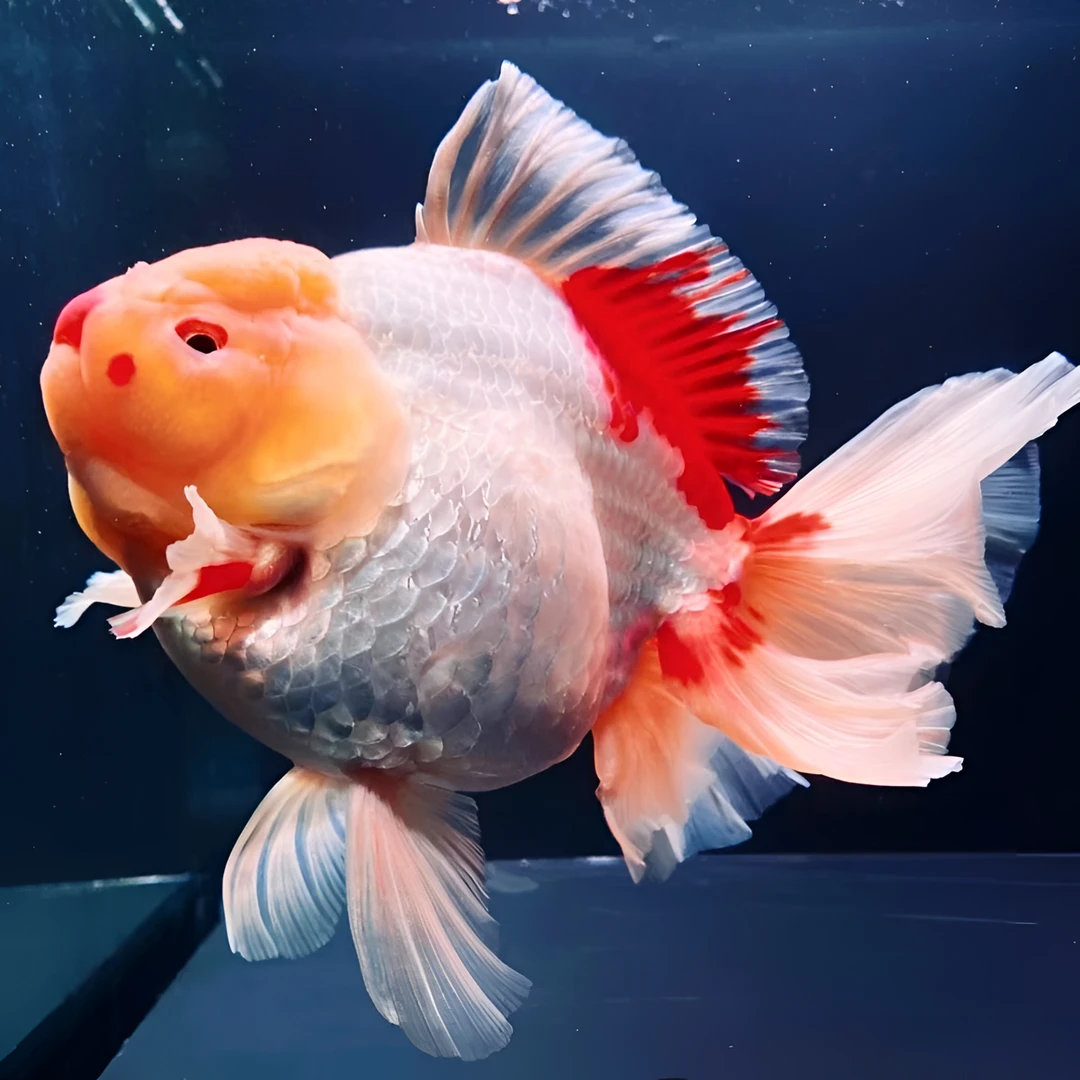 精品金鱼锦鲤玛丽兰寿泰狮包邮包活好养活体观赏金鱼渔场直营发货