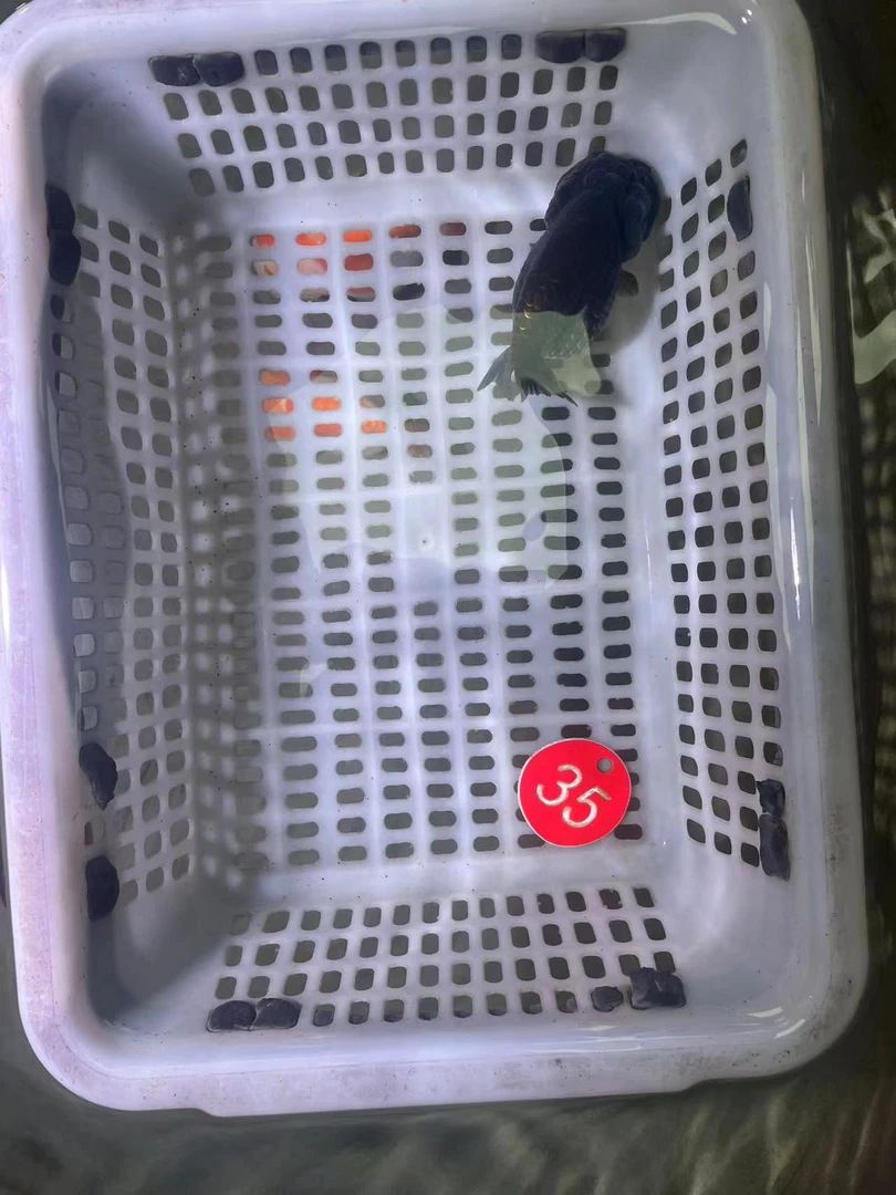 彪氏精品泰狮活体观赏金鱼包活好养活观赏鱼兰寿泰式直播间截图发
