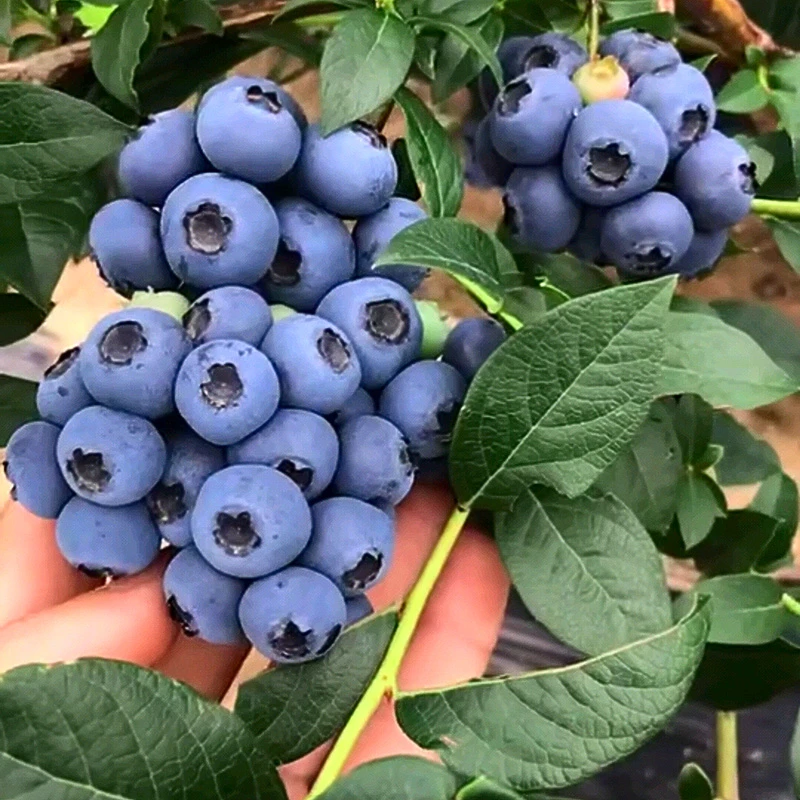 正宗蓝莓果苗自花授粉自当年栽种当年结果易种植易成活发货