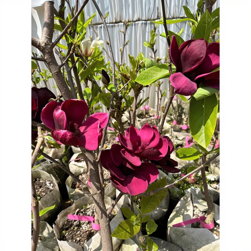 郁金香玉兰三季开花阳台庭院种植玉兰苗盆栽地栽嫁接南方北方耐寒