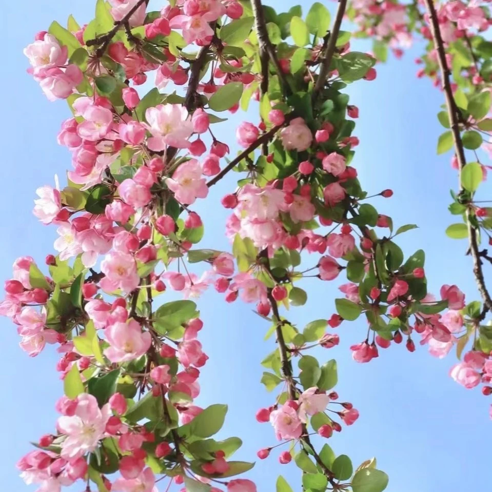 高杆西府海棠树苗南北方都室外庭院小区海棠花海棠树西府海棠庭院