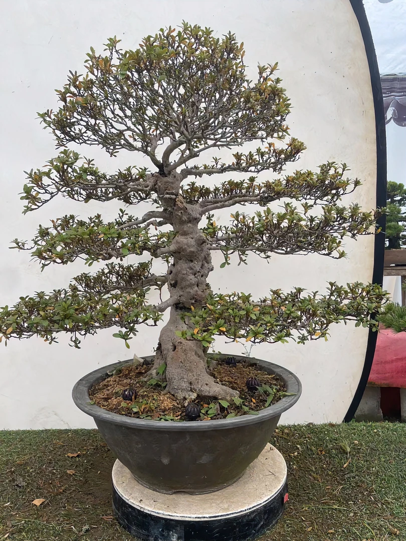 进口皋月杜鹃    日光杜鹃