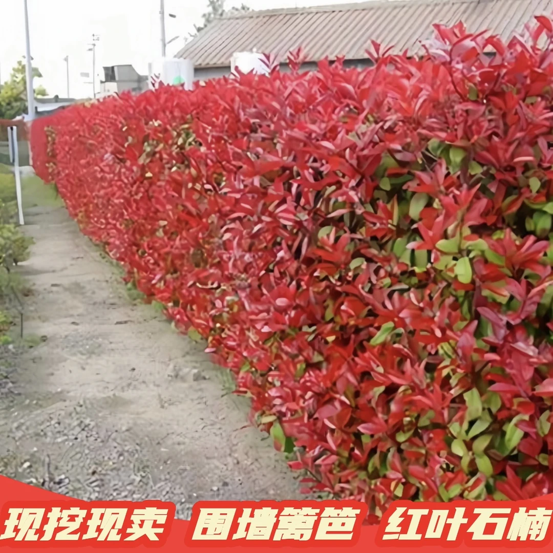 红叶石楠小苗庭院篱笆墙植物园林绿化苗工程室外常青植物