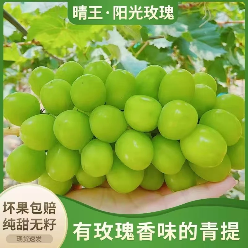 阳光玫瑰葡萄新鲜水果3斤5斤晴王葡萄无籽香印提子当季产地包邮
