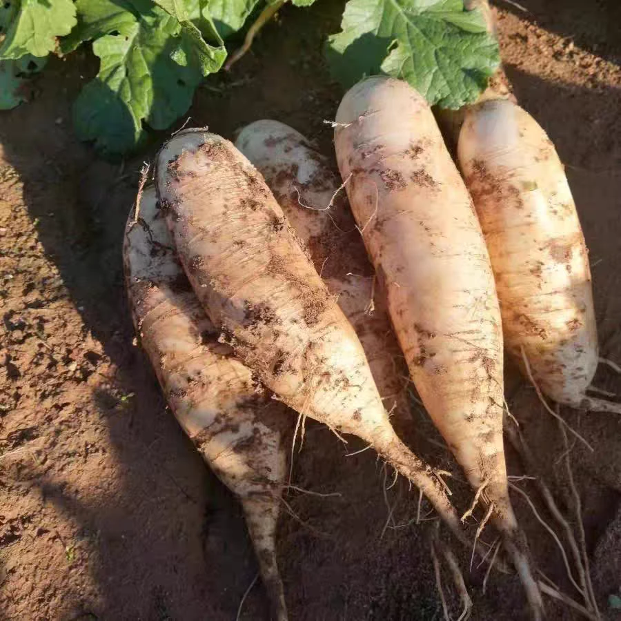 农村老人自种白萝卜本地土白萝卜现拔带泥发5斤