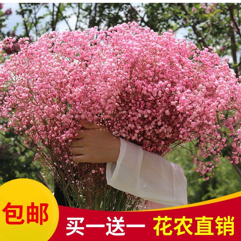 云南直发批发新鲜满天星干花花束客厅装饰摆件真花生日礼物送人