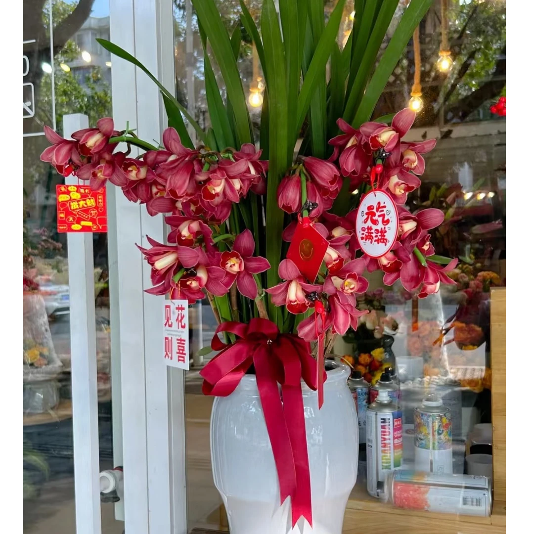 一盆花卉《大红袍》8支 AA级大花惠兰/客厅/阳台/精品兰花/室内养护