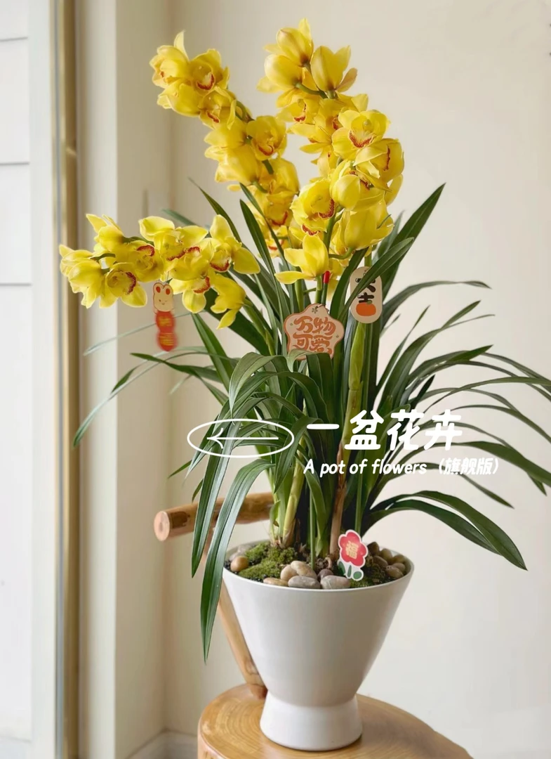 一盆花卉《金光》5支剑大花惠兰盆栽客厅/阳台精品兰花