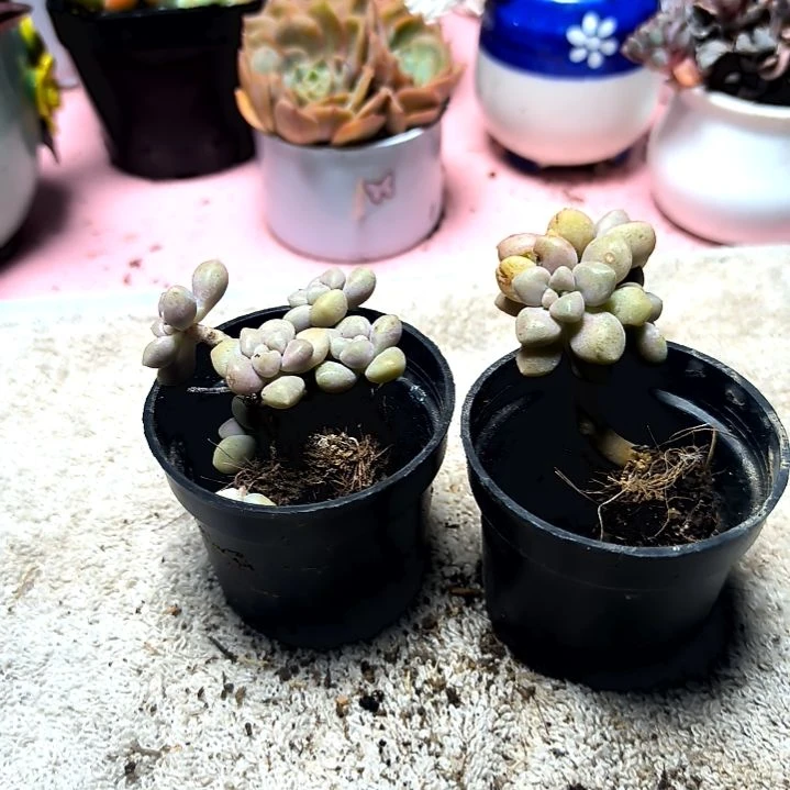 满6元包邮，姬秋丽俩颗老苗