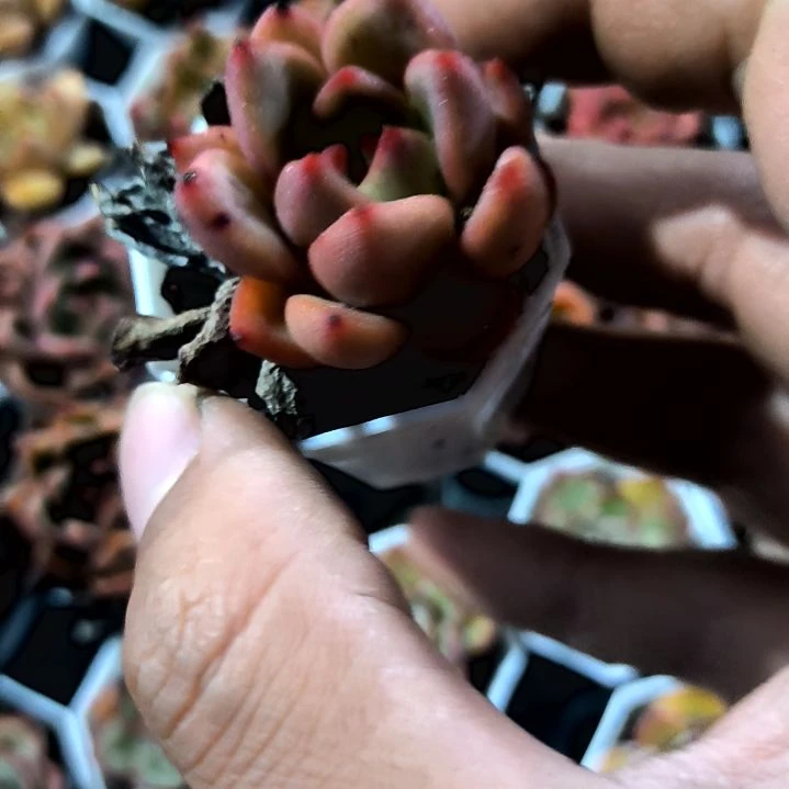 满6元包邮，q橙绝绝子八角盆