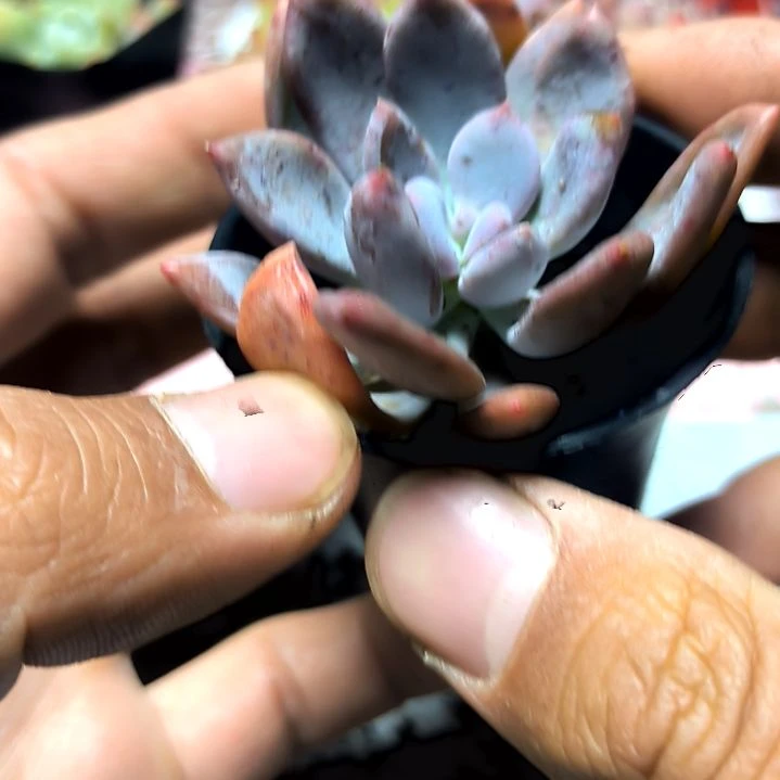 满6元包邮，灰姑娘美人俩颗