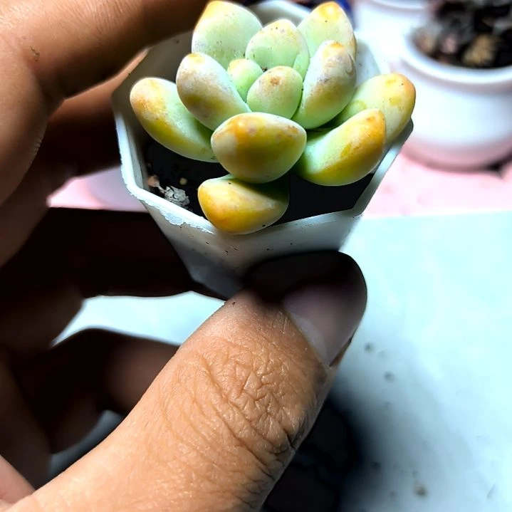 天使之泪俩颗满6元包邮，