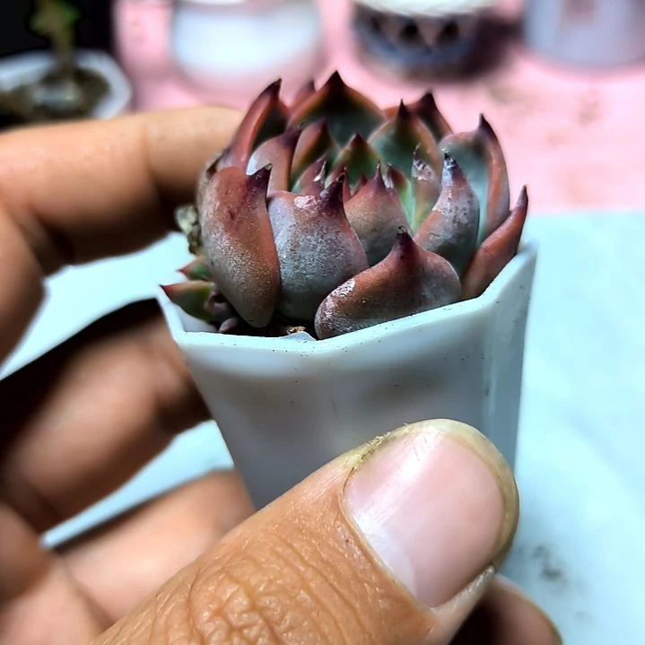 满6元包邮，水蜜桃绝绝子俩颗