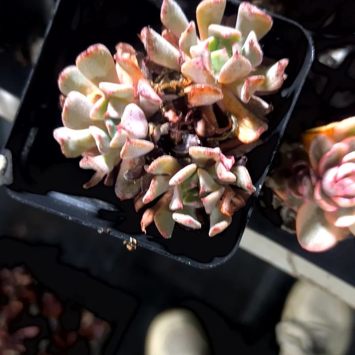 一**生满6元包邮，飞行少年群老庄