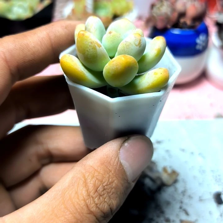 满6元包邮，天使之泪俩颗