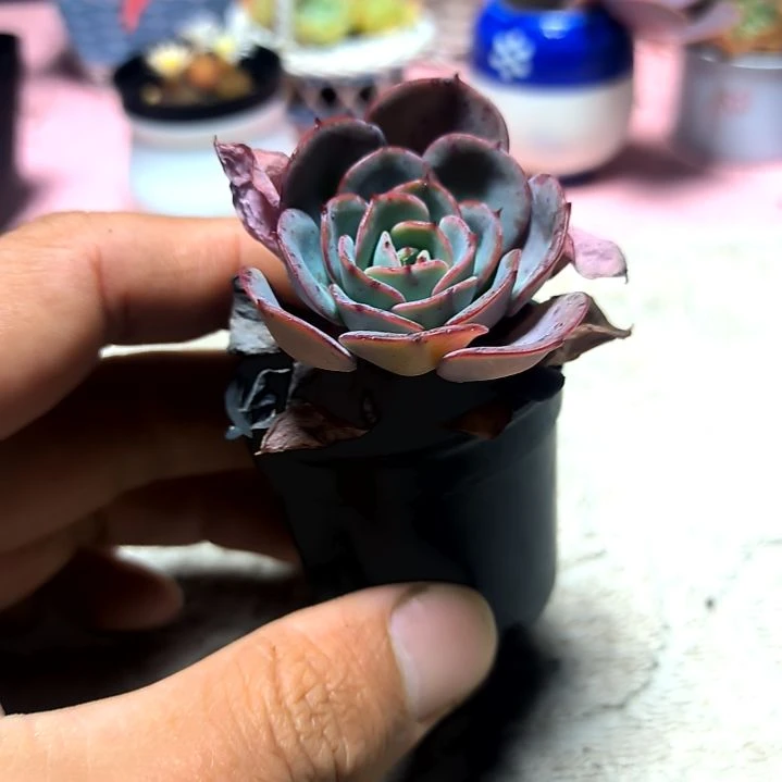 满6元包邮，黄桃老苗拇指盆