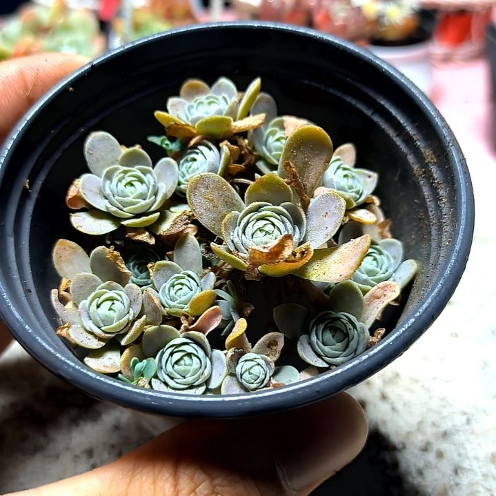 满6元包邮，子持莲华多头大盆