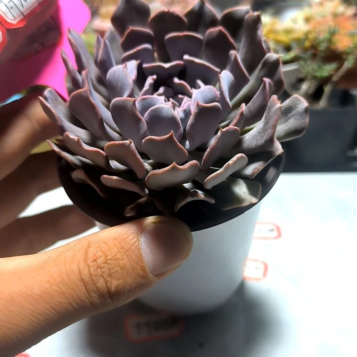 大颗天鹅湖，9.9元包邮