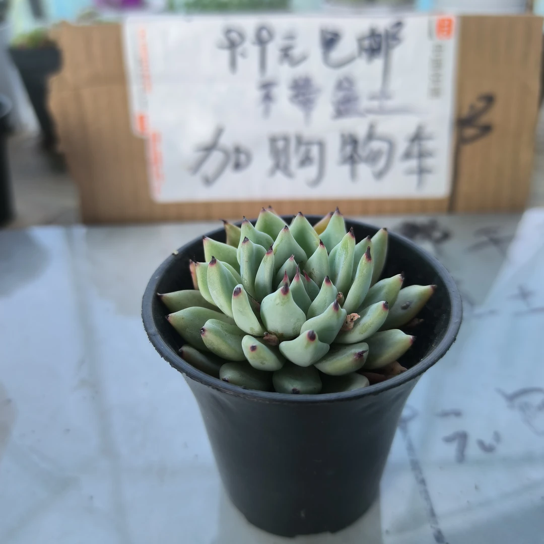 精品绿爪多肉1颗  3-4CM