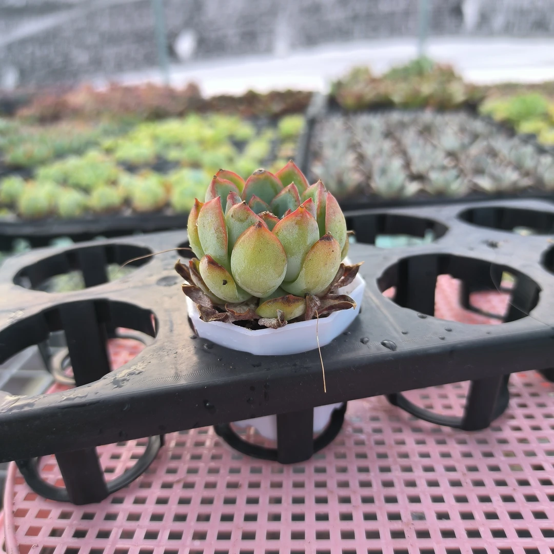 荷花3-5cm一颗，满9.9元包邮
