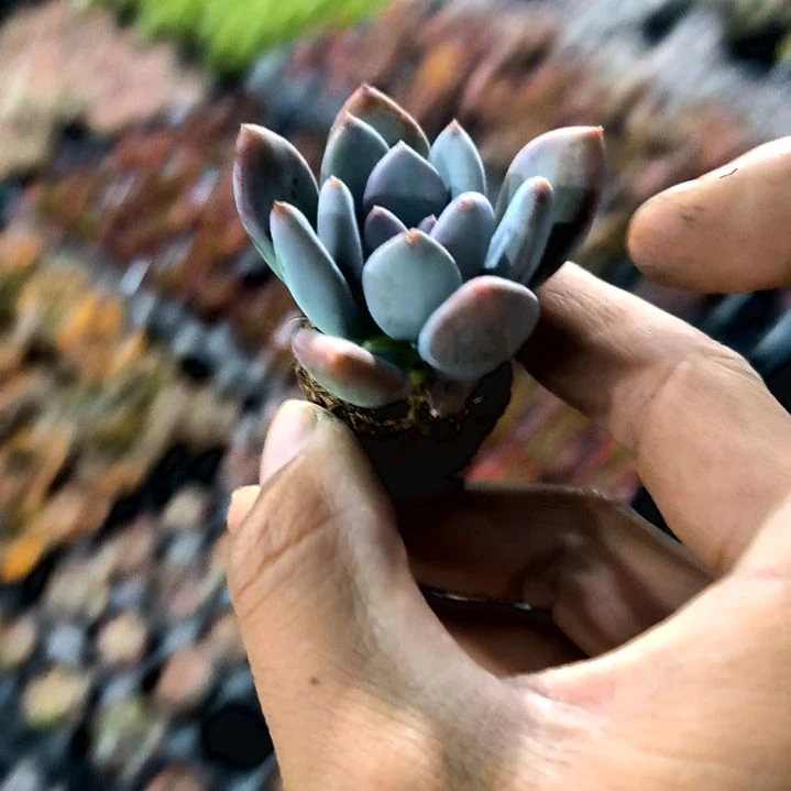 满6元包邮，灰姑娘美人俩颗老苗