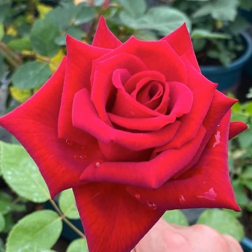 卡罗拉月季玫瑰花月季花苗 阳台庭院花卉