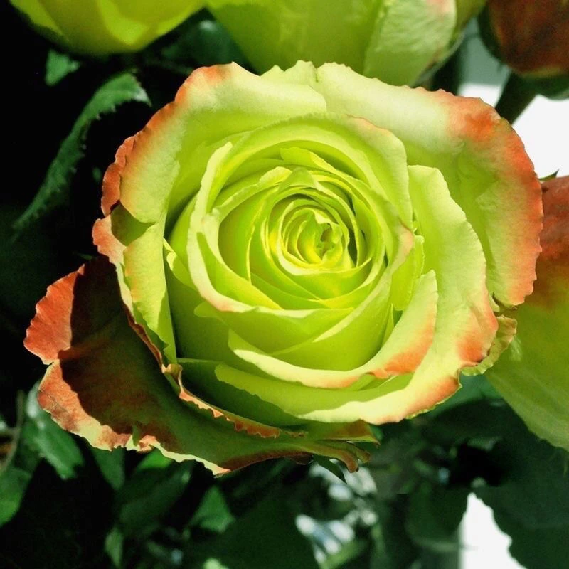 根接特大苗苏萨新品月季玫瑰花苗阳台庭院花卉