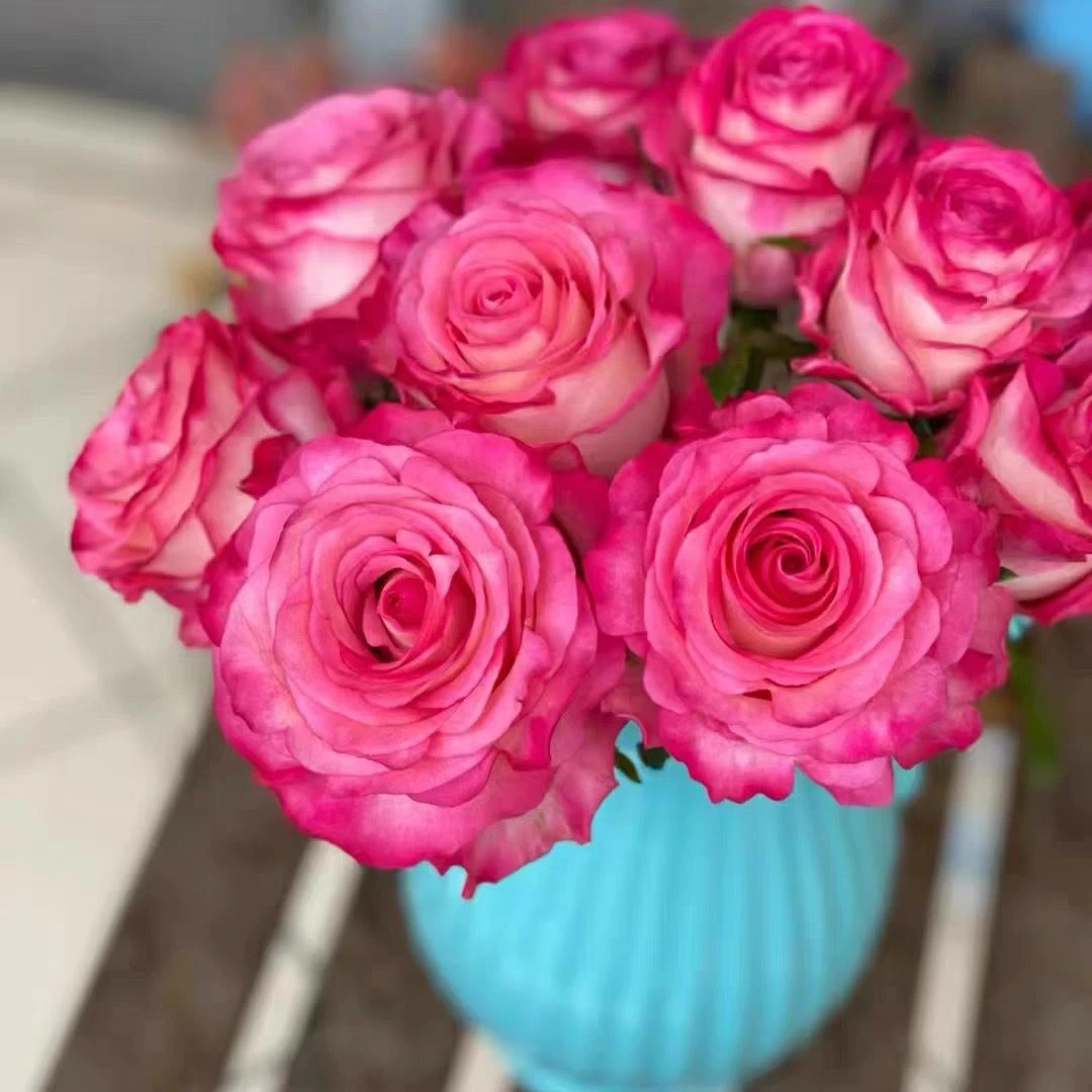 卡门月季切花玫瑰花苗扦插苗阳台庭院花卉