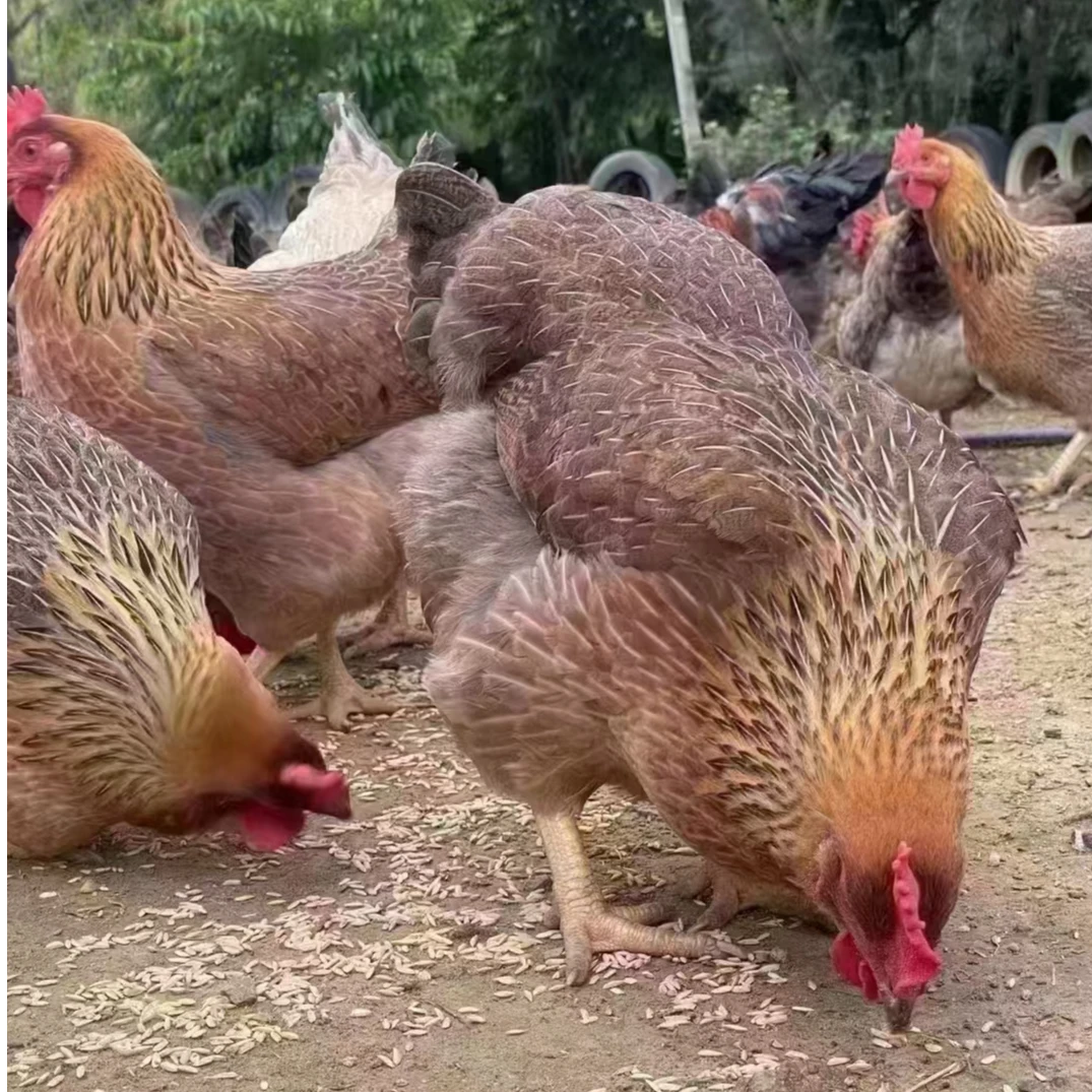 广西农家散养喂五谷杂粮400多天老母鸡月子现杀顺丰包邮