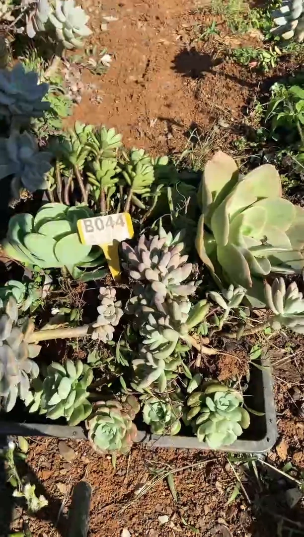 【闪购商品】B044清风花木兰多肉脱土晾根纸巾打包