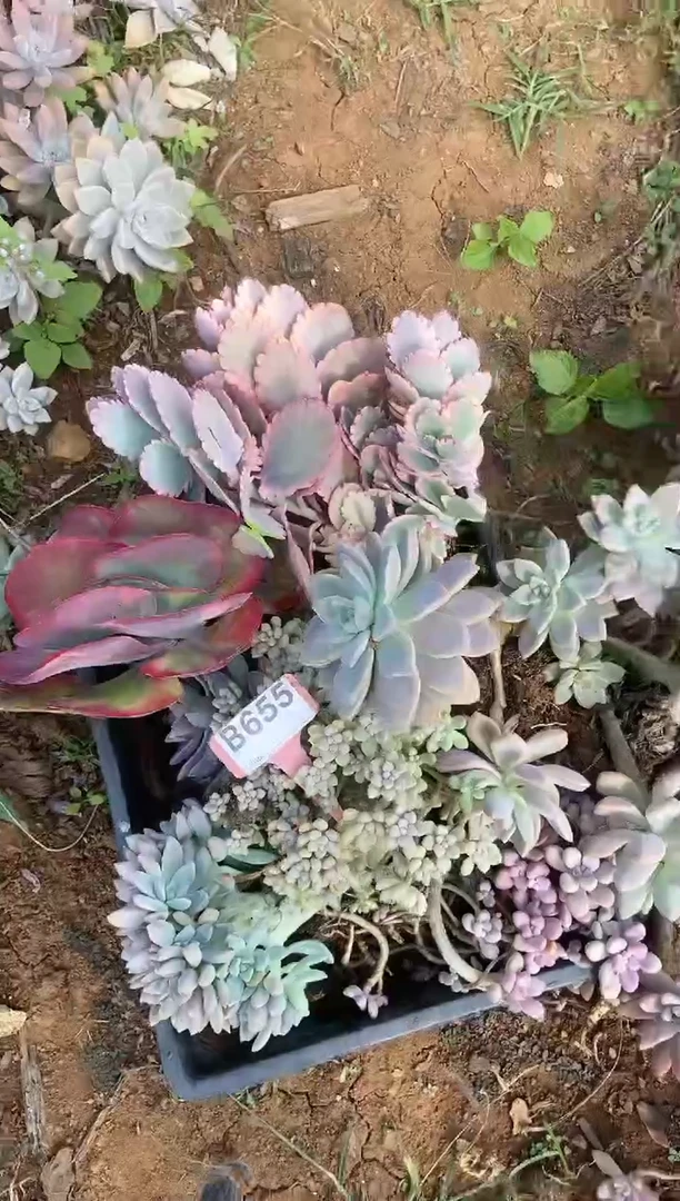 【闪购商品】B655清风花木兰多肉脱土晾根纸巾打包